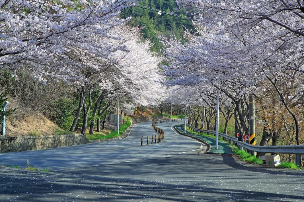 가야산 중복도로 육교옆 벚꽃 터널의 모습 