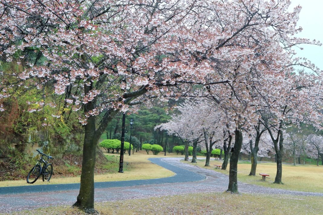 비 오는 날의 벚꽃 소경
