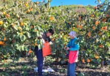 ‘제3회 광양 대봉감 축제’ 성황리 마무리…시민·방문객 500여명 참가