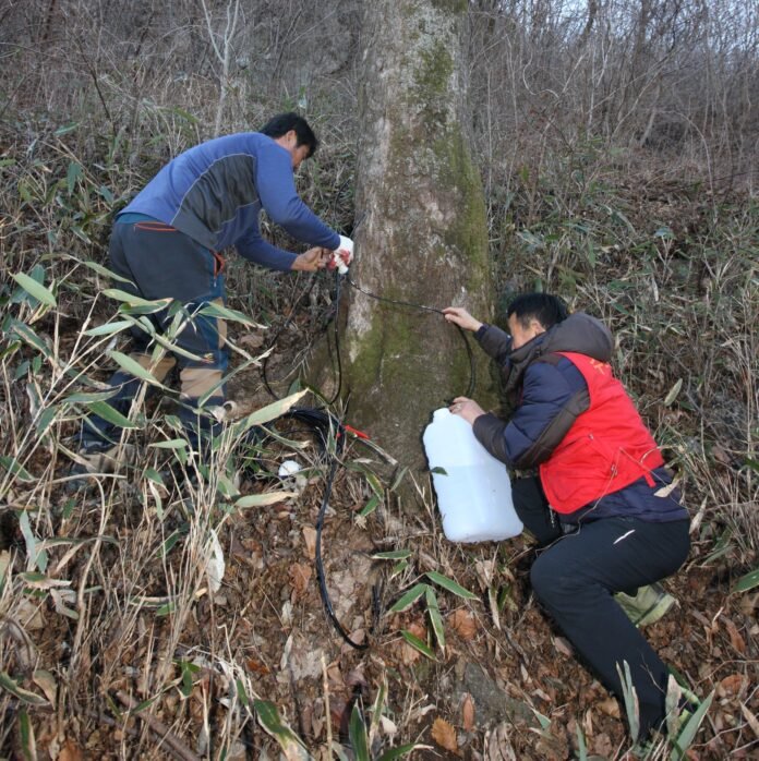 20260223 고로쇠수액채취현장1