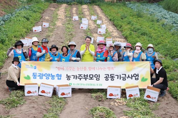 농가주부모임 회원들 동광양농협 임직원들 수확 하다.