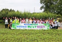 농협중앙회 광양시지부·동광양농협, 매실따기 노력봉사 ‘총력’