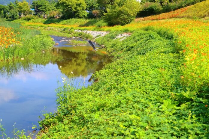 성황천에 한국의 토종새, 왜가리의 아름다운 비행모습. 사진=한재만
